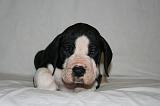 DOGUE ALLEMAND 731